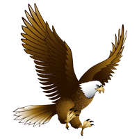 Eagle Picture Bird Learning for Kids